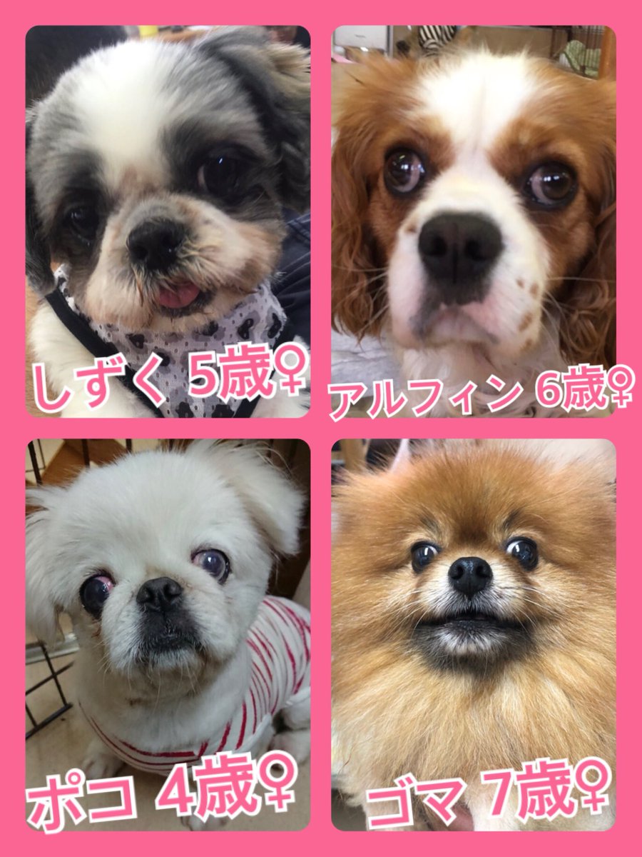 🐾今日の里親様募集中ワンコ🐶メンバーです🐾2019,5,7